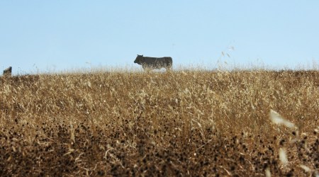 ardita-Marco-Pignattai